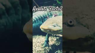 Water Monster | Animal Facts #animals #wildlife #axolotl #ytshorts #shortsfeed #fyp #trending