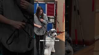 Scout Training Journey - Battling With Poor Manners #azdogs #dogtraining #yourdog #partnersdogs