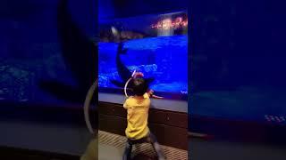 Japanese kid playing with a seal. Best friends