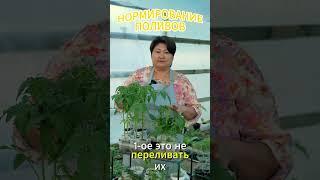  Как получить САМЫЕ сладкие томаты? Раскрываю все секреты вкусного урожая — сохраняй!