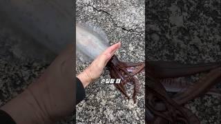 오징어 색이 바뀌는 이유