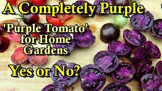 The First Solid All Purple Tomato For Home Gardens: Why, What Does It Do & Do We Need It?