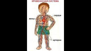 Кровеносная система человека: проблемы и причины их вызывающие,  методы лечения.