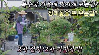 KJ가드닝#25_28/목수국 가을에 멋지게 보는법/장미꽃을 또 보는법/2차전지?/2차 가지치기!/봄부터 가을까지 꽃을 보는방법
