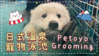 香港狗泳池｜日式溫泉寵物泳池｜Petoyo Grooming｜西摩犬Tako ｜@big_dog_channel