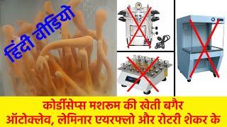 Grow Cordyceps Mushroom No Need  Autoclave, Laminar Airflow, Rotary Shaker (Hindi Video)