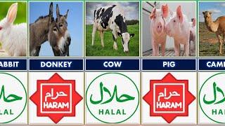 HALAL And HARAM Animals in Islam