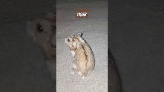 #winterwhite #hamsters #variant #warna