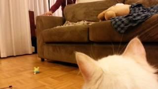 Ryan plays with Ryuka!