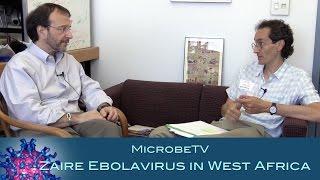 Zaire ebolavirus in West Africa