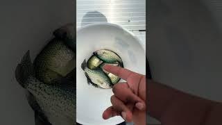 Gotta love crappie fishing #crappie #fishing #nashville #slab #country #outdoors