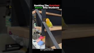 Ranking The Funniest Parrot Silly Students  #parrot #shorts