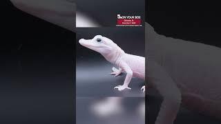 Leucistic white alligator born at Gatorland in Orlando; beyond rare reptile 1 of 8 in the world