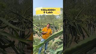 Dragon Fruit  Farming Income  Part 2