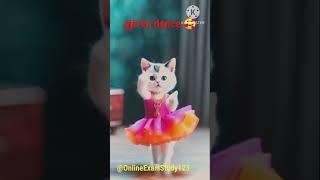 Cat ka गजब ka dance , Cute Cat Dance #short #shortvideo #video #trending #trendingshorts