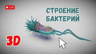 Строение бактерий. Изучаем в 3D