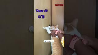 Smart #cat Test | #funnycatvideos | Diary of NS #shorts #ytshorts #trendingvideo