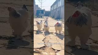 Farmers Use THIS to Grow Chickens Fast! 