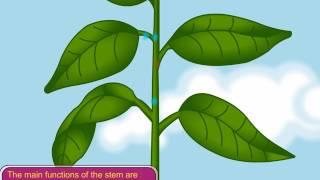 School Book Sample – Science: About Plants