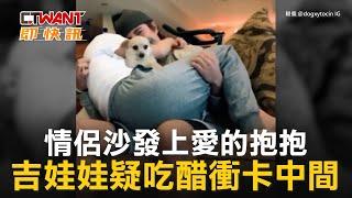 CTWANT 生活趣聞 / 情侶沙發上愛的抱抱　吉娃娃疑吃醋衝卡中間