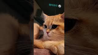 해먹큘~ 예술사랑집사 #cat #cute#고양이 #브리티쉬숏헤어 #반려묘 #pop #music #model#shorts