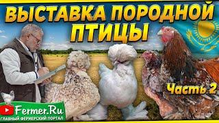 Вот это красота! Кохинхин|султанки|бентамки|ко шамо|серама. Разные породы кур. Мнение судьи по курам