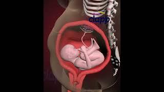 Amazing child moments Inside the Womb (3D Animation)
