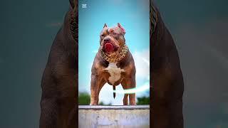 #animals #shokeen‍ #transformation