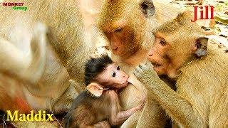 Very strange monkey Jill don't have new birth why have baby feed milk