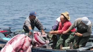 Orcas. Killer Whales. Artisanal fishing of red  tuna in Morocco.