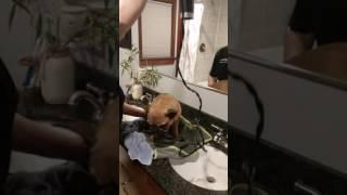 French bulldog Pishou