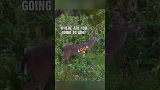 Where would you aim? Deer Shot Placement