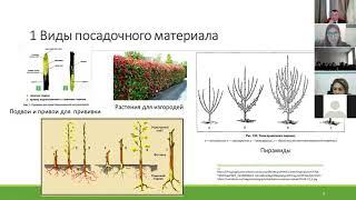 Выращивание посадочного материала с закрытой корневой системой