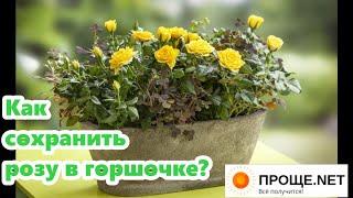 Почему гибнут розы Кордана из горшочков? Как сохранить и размножить