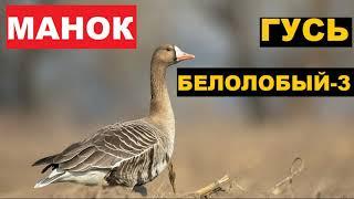 ГОЛОС (МАНОК) ГУСЬ БЕЛОЛОБЫЙ 3