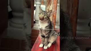 Aiyoo aiyoo |tamil funny video|animal comedy | #trending #funny #comedy #animalcomedy #shorts