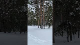 Зимний тихий лес 