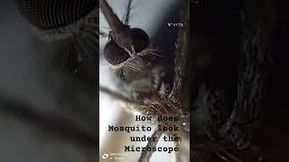 Mosquito Under Microscope