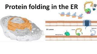 protein folding in the ER