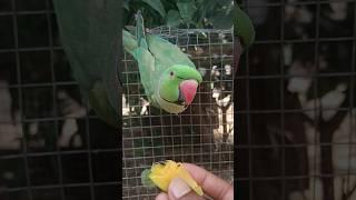 parrots facts #birds #parrot