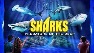 Zoo Tours: SHARKS! Predators of the Deep | Georgia Aquarium