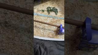 Brooder pin set up! #tucson #chicken #brooder #gardening