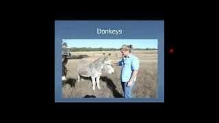 Guardian animals protecting livestock - Donkeys