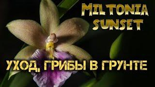 #Мильтония Sunset - лёгкая в уходе #орхидея