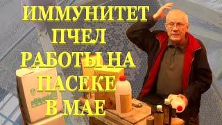 Гибель пчел Нозематоз Иммунитет Что пчеловод сделал, чтобы помочь пчелам