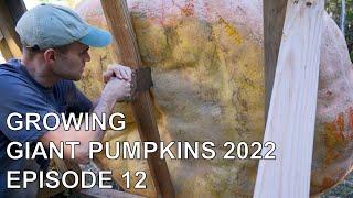 Growing Giant Pumpkins 2022 Episode 12 - Standing it up and getting seeds