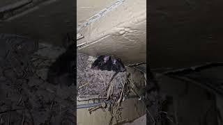 Mice in the swallow's nest