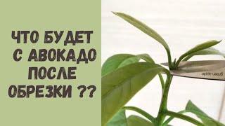 Что будет с авокадо после обрезки? А также делаю КОМПОЗИЦИЮ из 3-х АВОКАДО в один горшок.