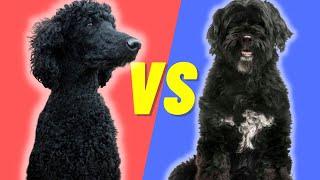 Portuguese Water Dog VS Standard Poodle - What Dog Breed is Best for You