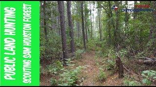 Scouting Public Land in Sam Houston Forest | The Texas Outdoorsman